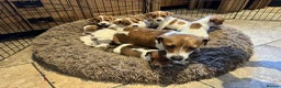 Jack Russell dogs for sale: Stunning litter of true short legged Jack russels  - Advert 1