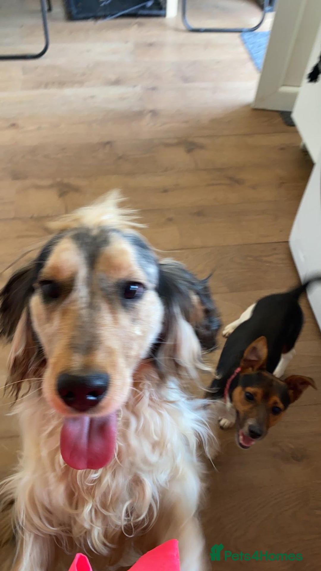 Cocker Spaniel dogs for sale:  💛 Gentle & Loving 5-Year-Old Show Cocker Spaniel - Image 1