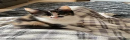 Mixed Breed cats for sale: Beautiful kitten - Advert 2