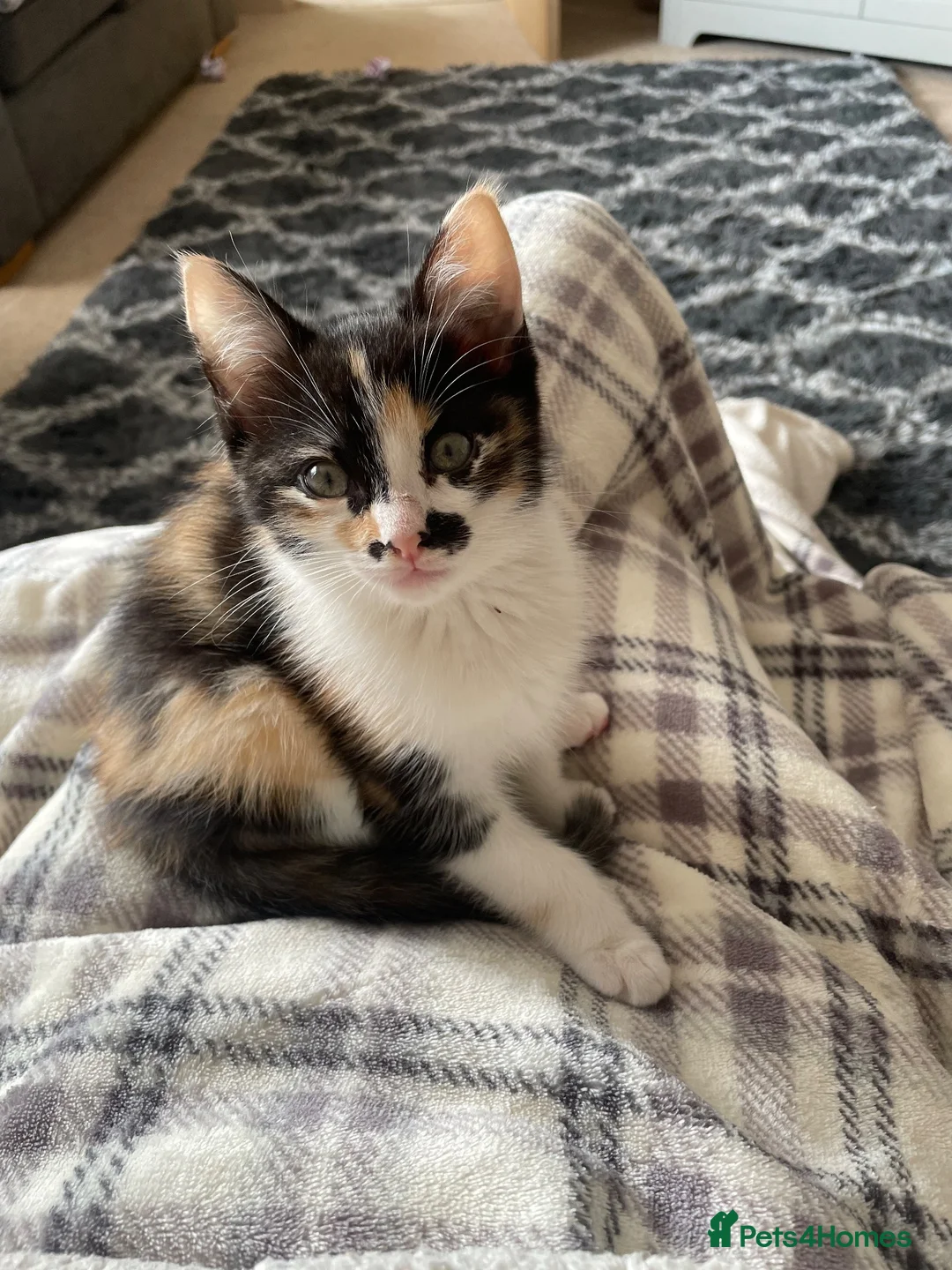 Mixed Breed cats for sale: Beautiful kitten - Advert 2
