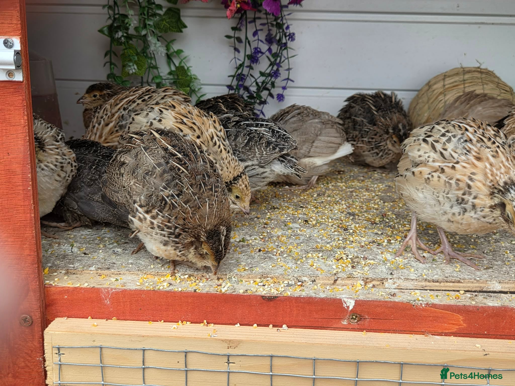 Quail poultry Coturnix quails  - Advert 2