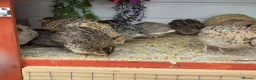 Quail poultry for sale: Coturnix quails  - Advert 1