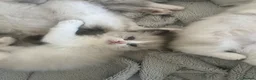Ragdoll cats for sale: Beautiful Ragdoll Kittens - Advert 15