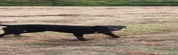 Labrador Retriever dogs for stud: Michelle Howard  in Stockton-on-Tees - Advert 5