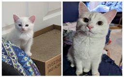 Domestic Shorthair cats for sale: Heartbreaking Rehome-18 month old Pure White Cat x - Image 21