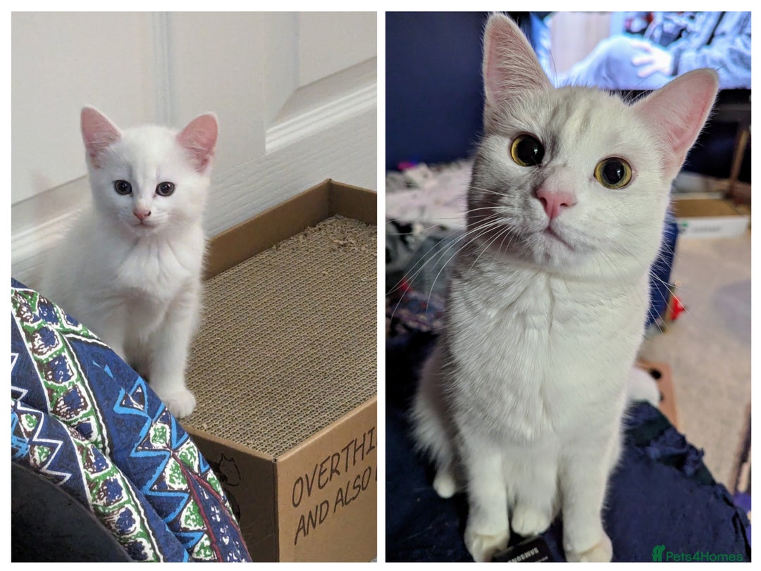 Domestic Shorthair cats for sale: Heartbreaking Rehome-18 month old Pure White Cat x - Image 21