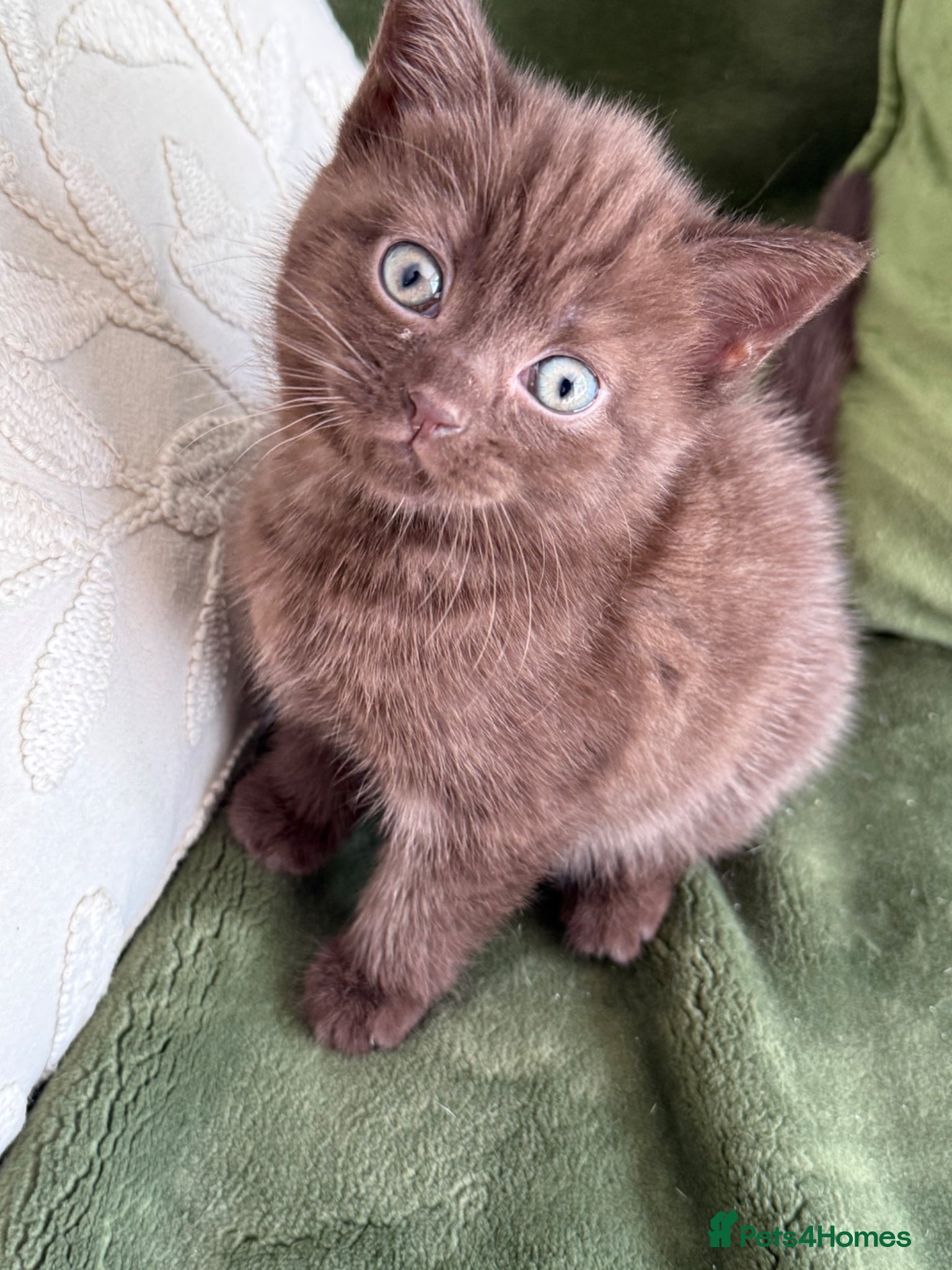 British Shorthair cats Brown British shorthair girl - Advert 3