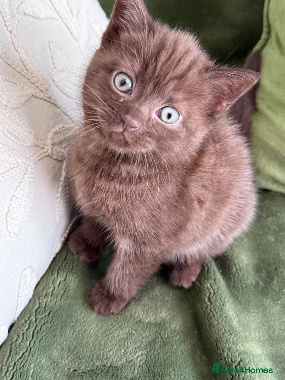 British Shorthair cats for sale: Brown British shorthair girl - Advert 1