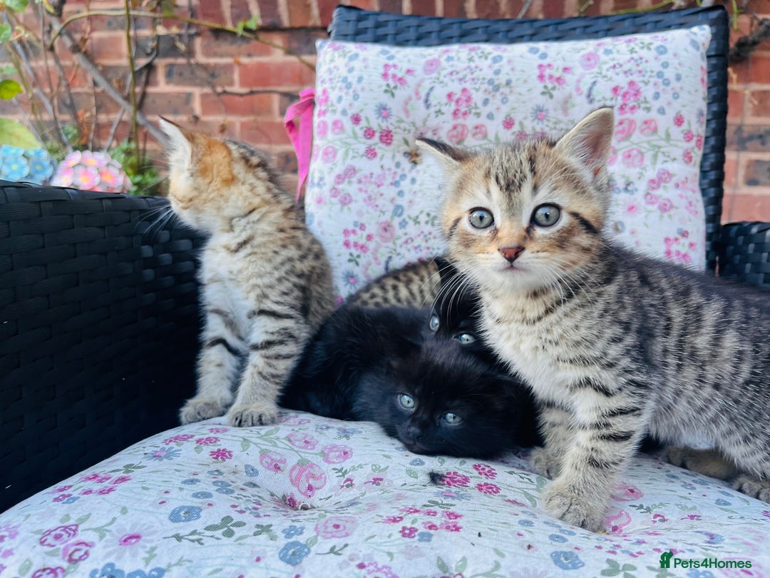 British Shorthair cats for sale: Beautiful fluffy kittens ready in 2 weeks  - Image 6