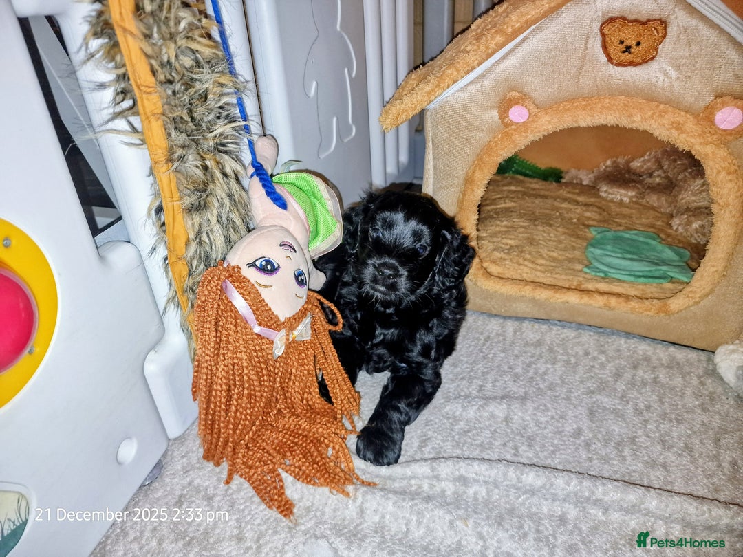 Goldendoodle dogs for sale: Miniature Goldendoodle pure black boy - Advert 7