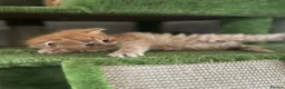 Mixed Breed cats for sale: British Shorthair x Turkish Angora Boy & Girl - Advert 6