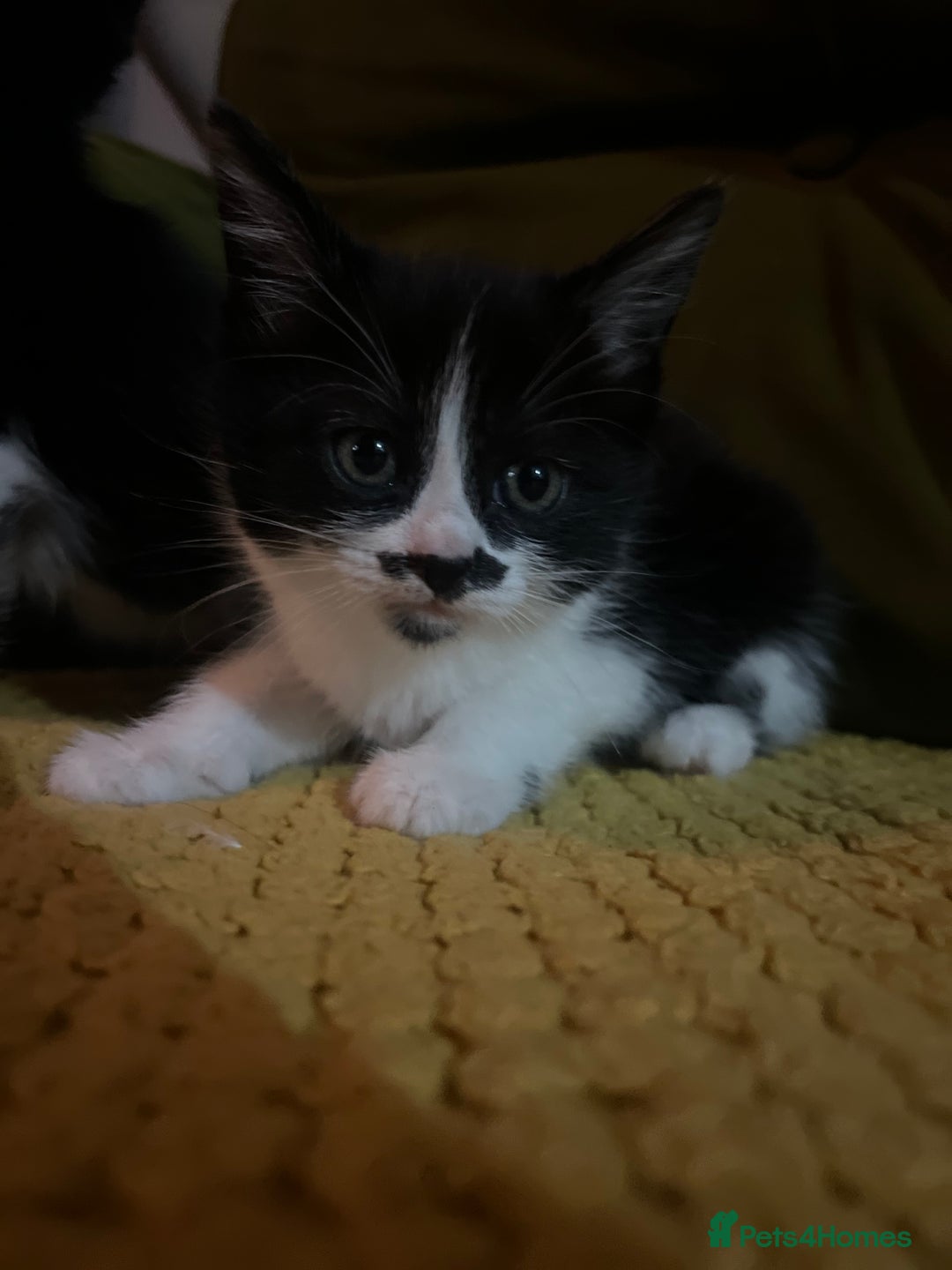 Mixed Breed cats for sale: Gorgeous family kittens nearly ready for new homes - Image 4