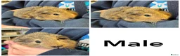 Guinea Pig rodents for sale: Friendly handled baby guinea pigs - Advert 6