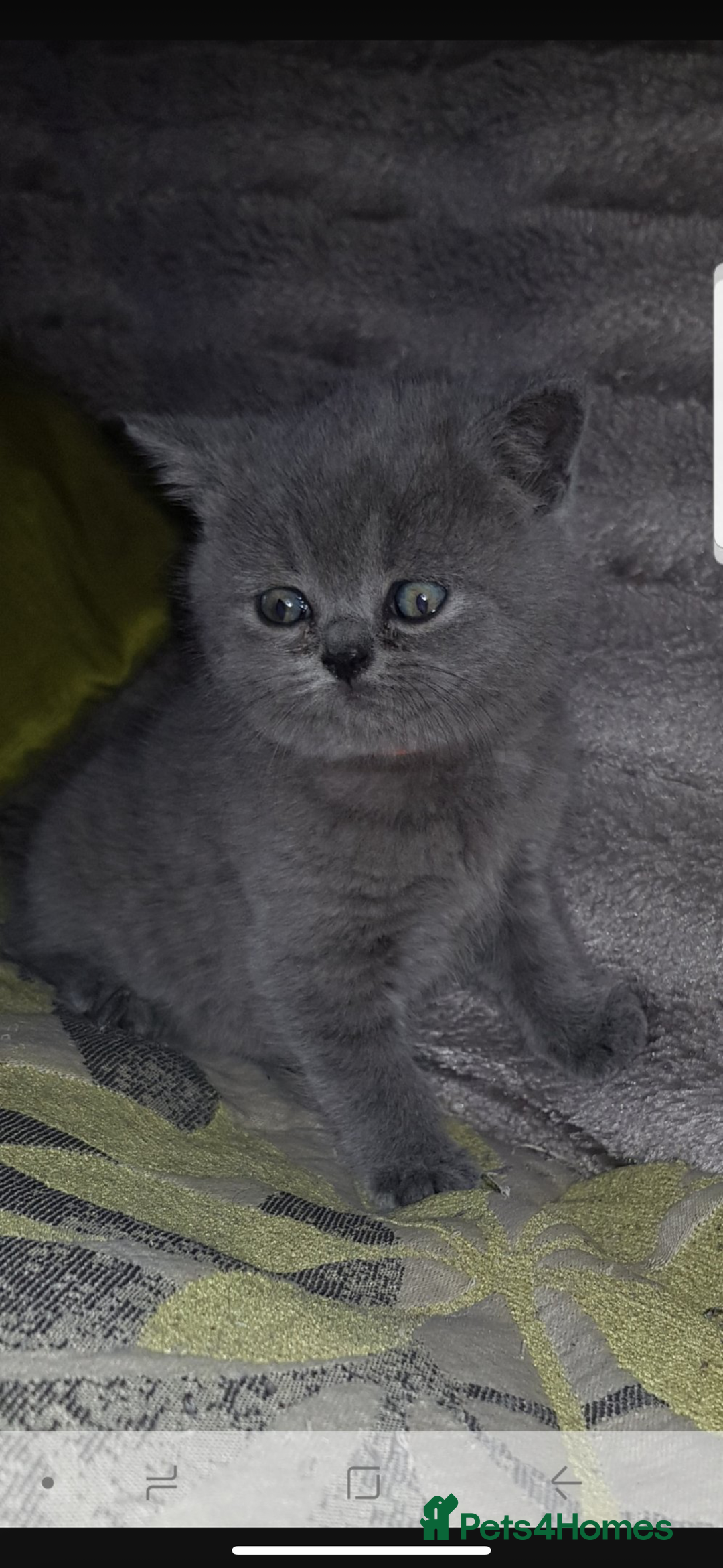 British Shorthair cats for sale: 1 left Stunning British shorthair kittens - Image 7