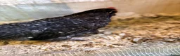 Mixed Breed poultry for sale: Chickens (hens)  - Advert 5