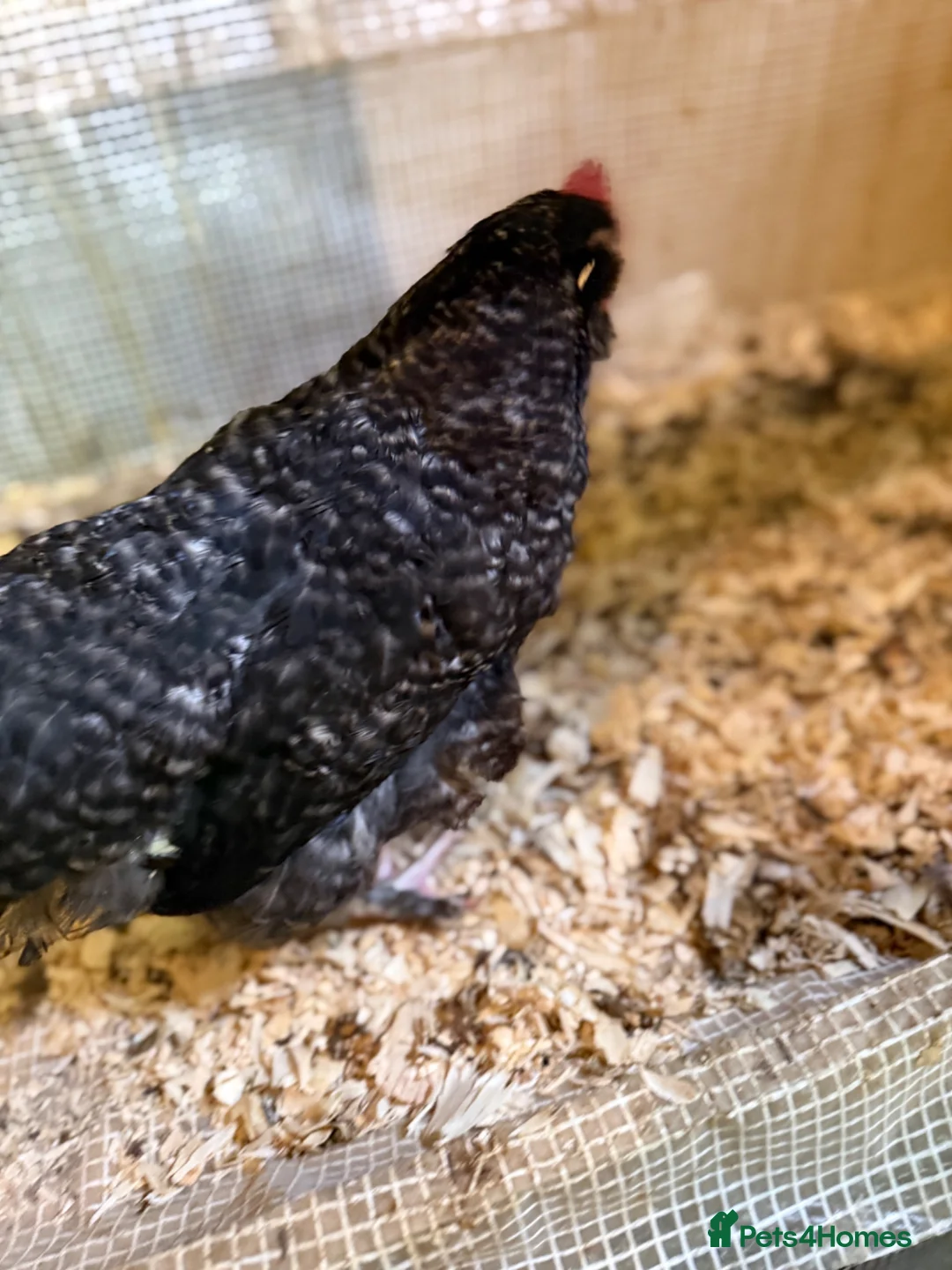 Mixed Breed poultry for sale: Chickens (hens)  - Advert 5