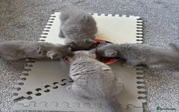 British Shorthair cats for sale: 🩵 1 blue/cream tortie BSH left to reserve 🩵 - Image 21