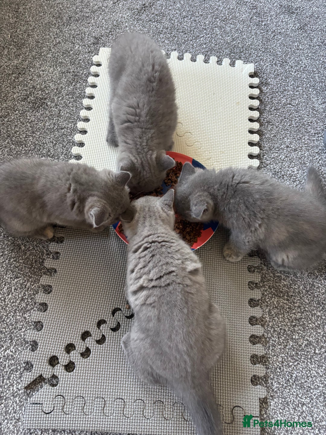 British Shorthair cats for sale: 🩵 1 blue/cream tortie BSH left to reserve 🩵 - Image 21