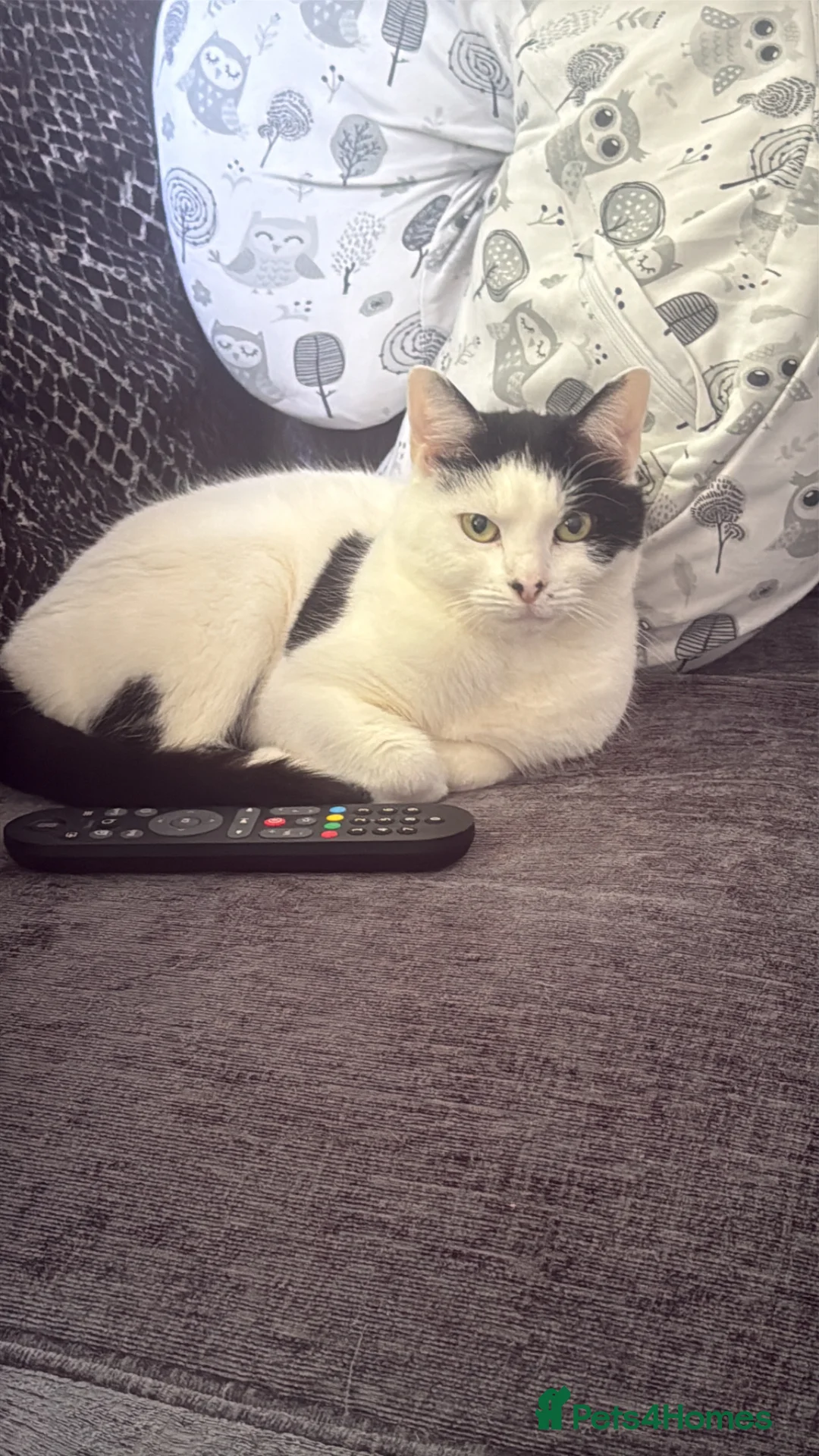 British Shorthair cats for sale: Beautiful female cat  - Advert 2