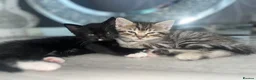 Mixed Breed cats for sale: Black and white kitten £50 - Advert 6