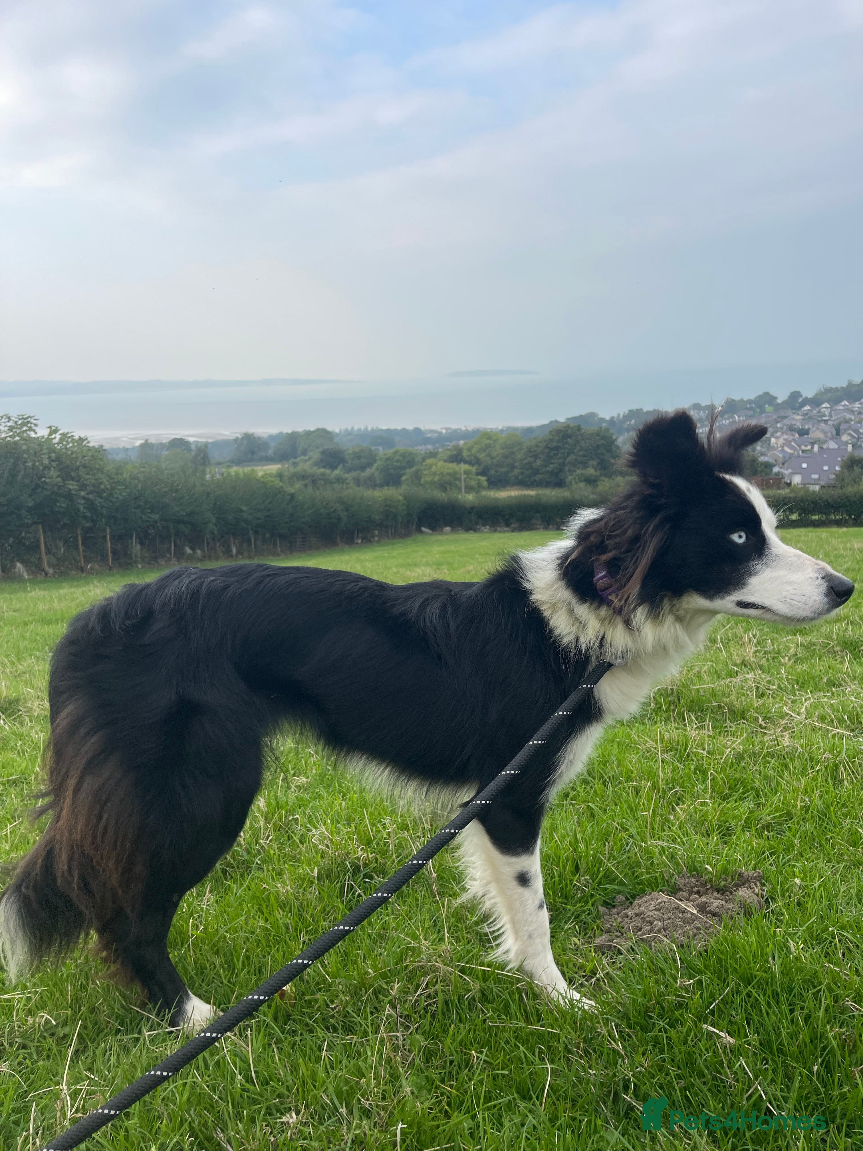 Border Collie dogs Failed sheepdog  - Advert 15