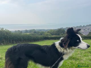 Border Collie dogs Failed sheepdog - Juno - Possibly rehomed - Advert 7