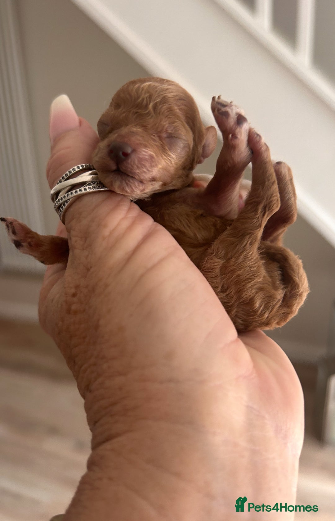 Maltipoo dogs for sale: Red teeny tiny maltipoo puppy - Advert 14