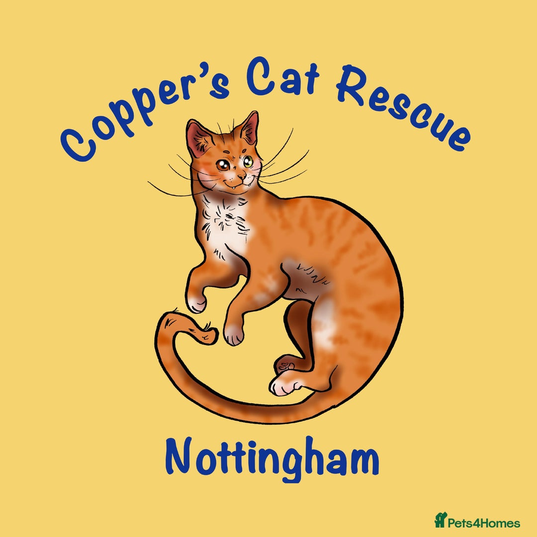Mixed Breed cats for sale: Could you Adopt John Snowy? - Image 5
