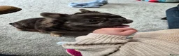 French Bulldog dogs for sale: Male Fluffy Frenchie  - Advert 6