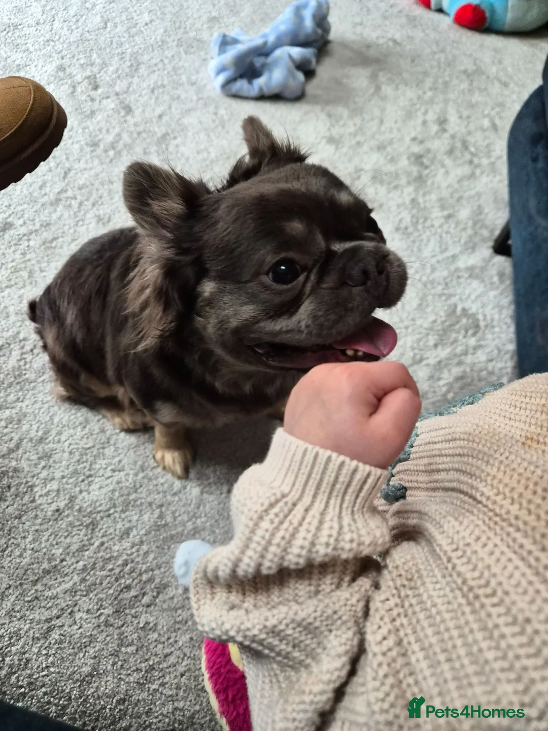 French Bulldog dogs for sale: Male Fluffy Frenchie  - Advert 6