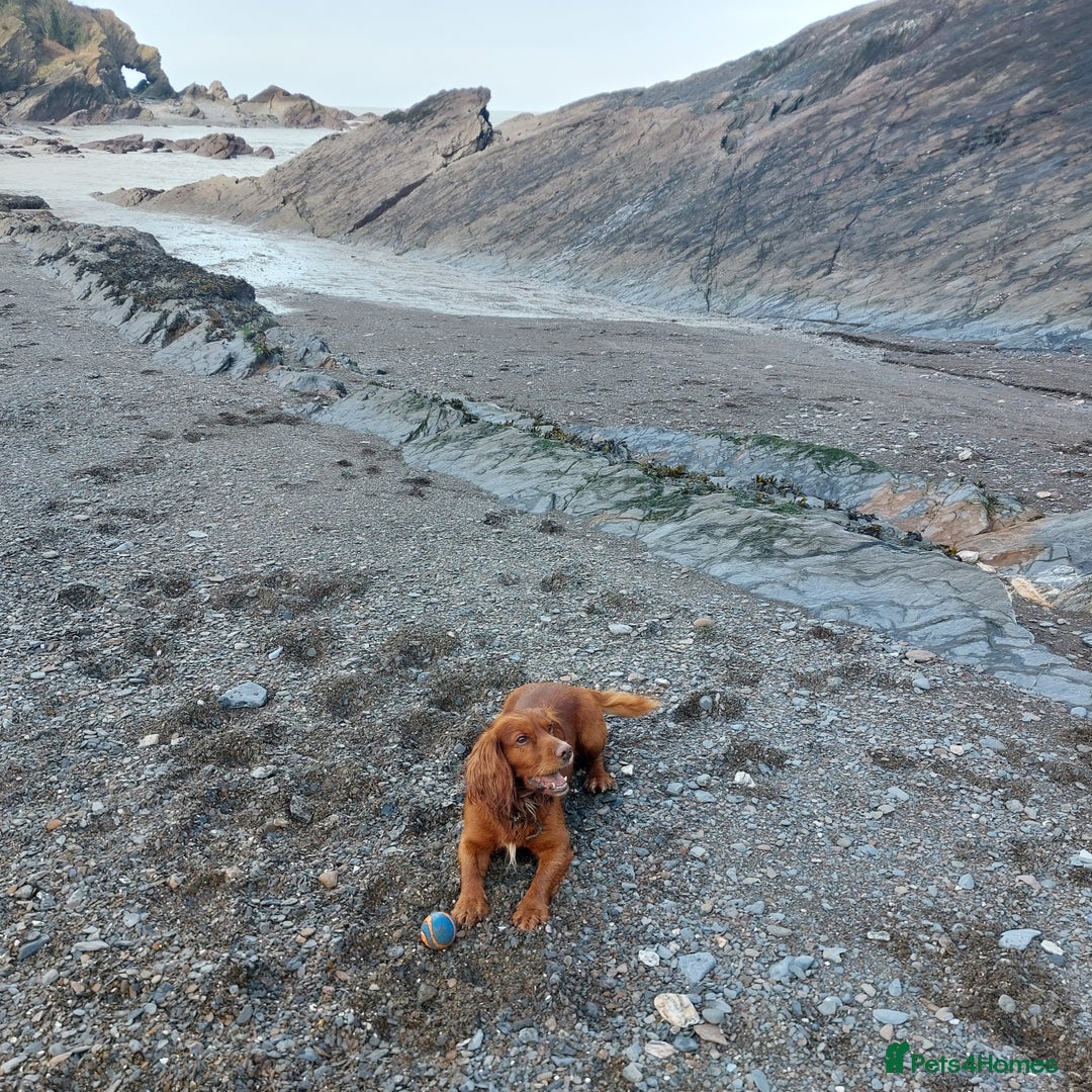 Cocker Spaniel dogs for stud: Experienced stud in Gloucester - Advert 22