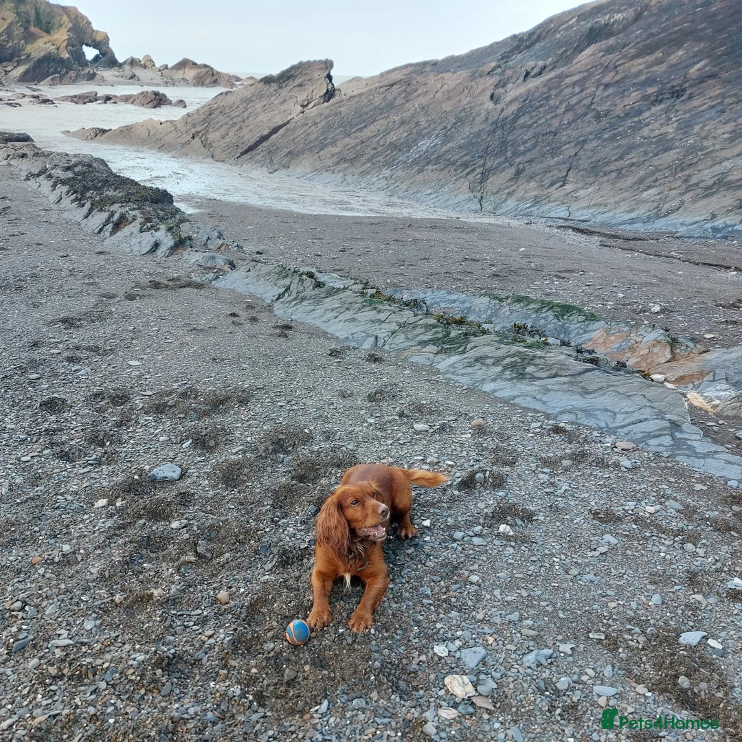 Cocker Spaniel dogs for stud: Experienced stud in Gloucester - Advert 22