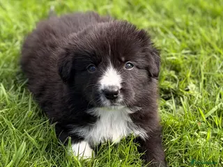 Border Collie dogs STUNNING BORDER COLLIE PUPS. - Advert 7