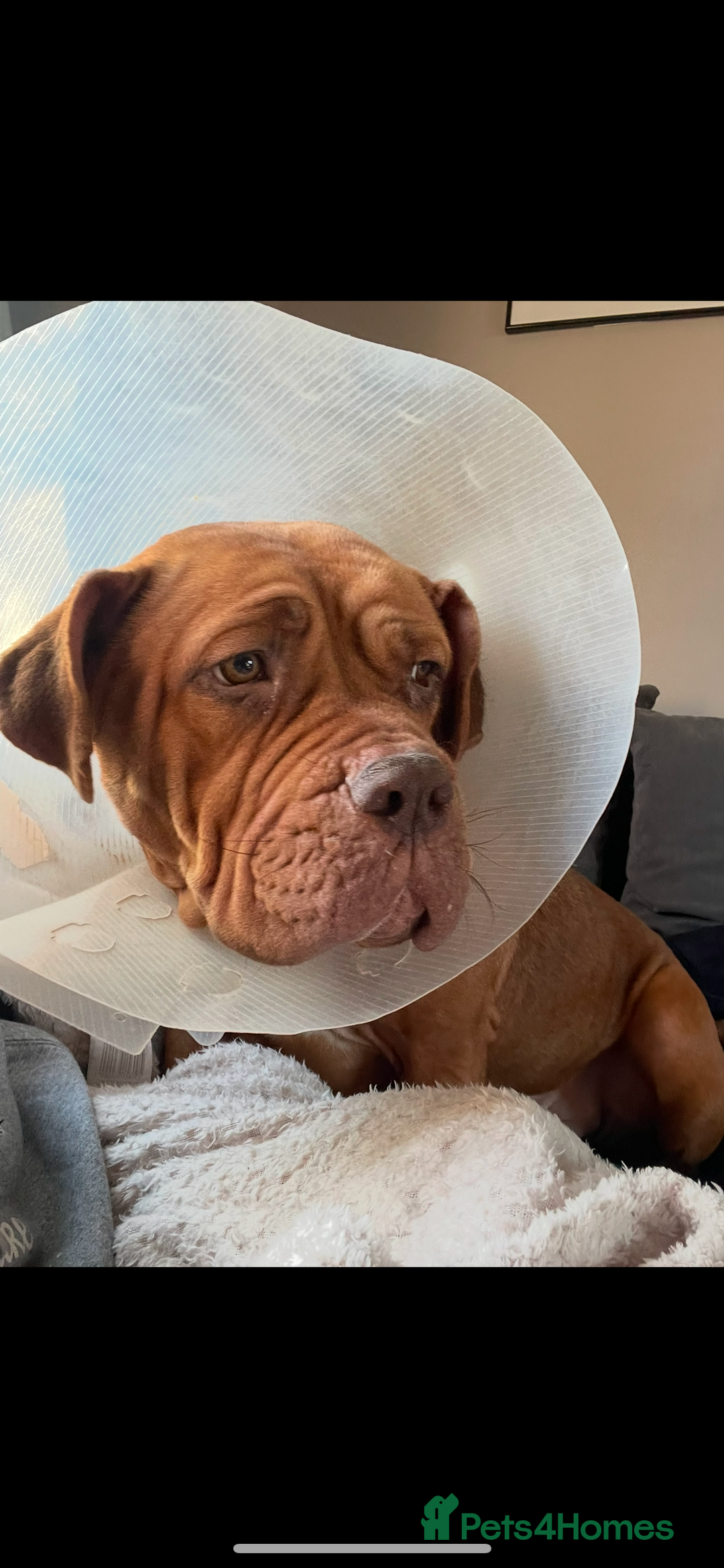 Mixed Breed dogs for sale: Beautiful Girl, sad circumstances  - Advert 5