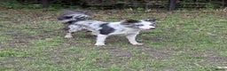 Border Collie dogs for sale: ISDS&KC REGISTERED BORDER COLLIE /MERLE PUPS  - Advert 14
