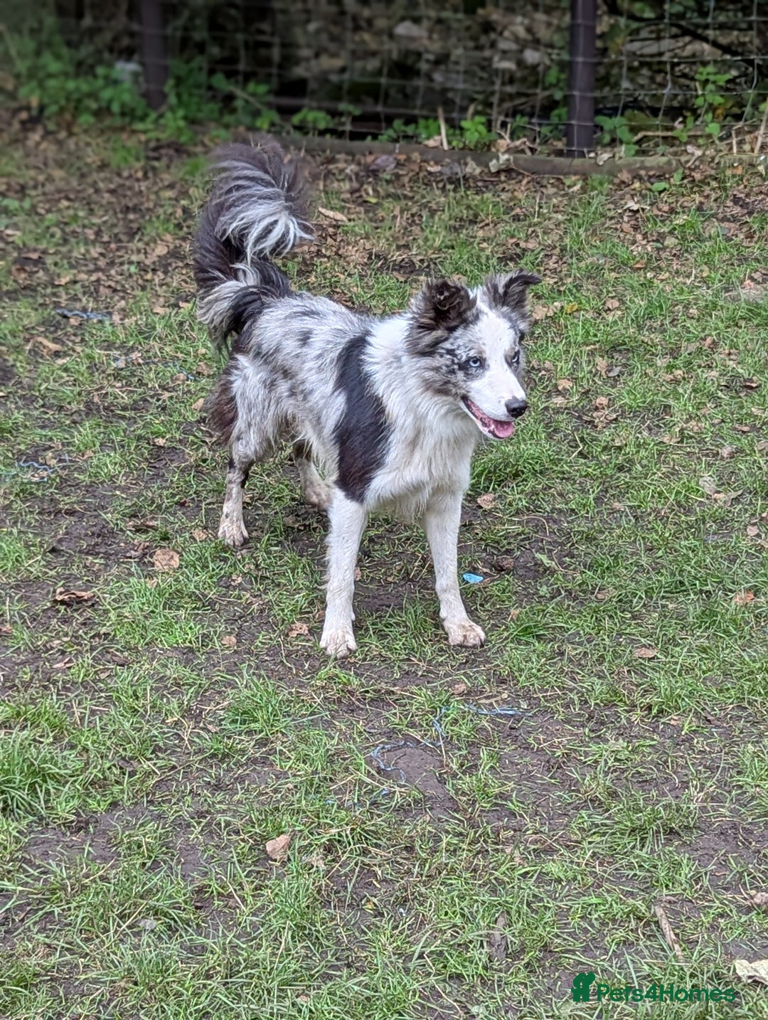 Border Collie dogs for sale: ISDS&KC REGISTERED BORDER COLLIE /MERLE PUPS  - Advert 14