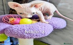 Sphynx cats for sale: Canadian Sphynx TICA REGISTERED. - Image 18