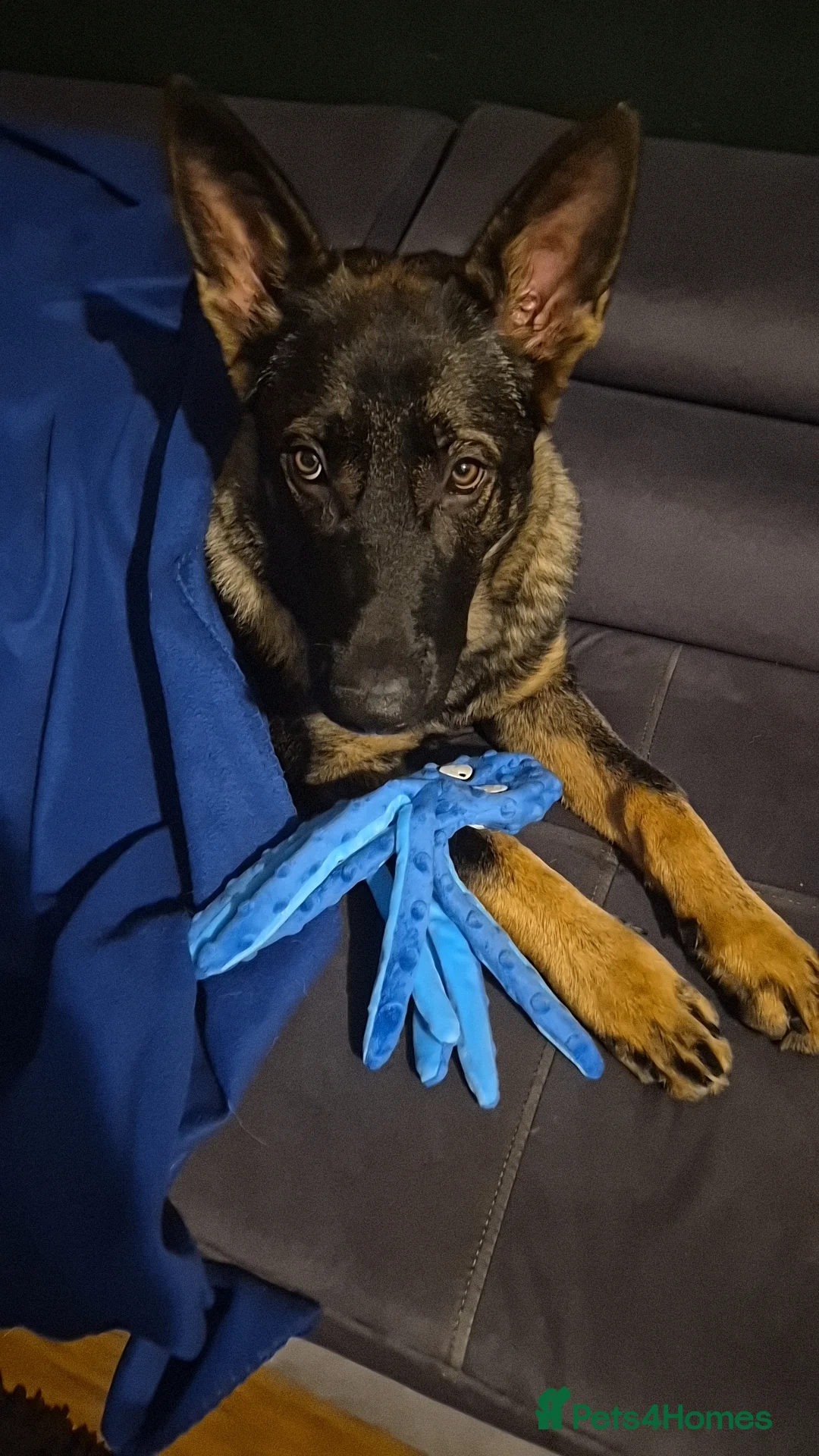 German Shepherd dogs for sale: 6 month german shepherd  - Advert 6