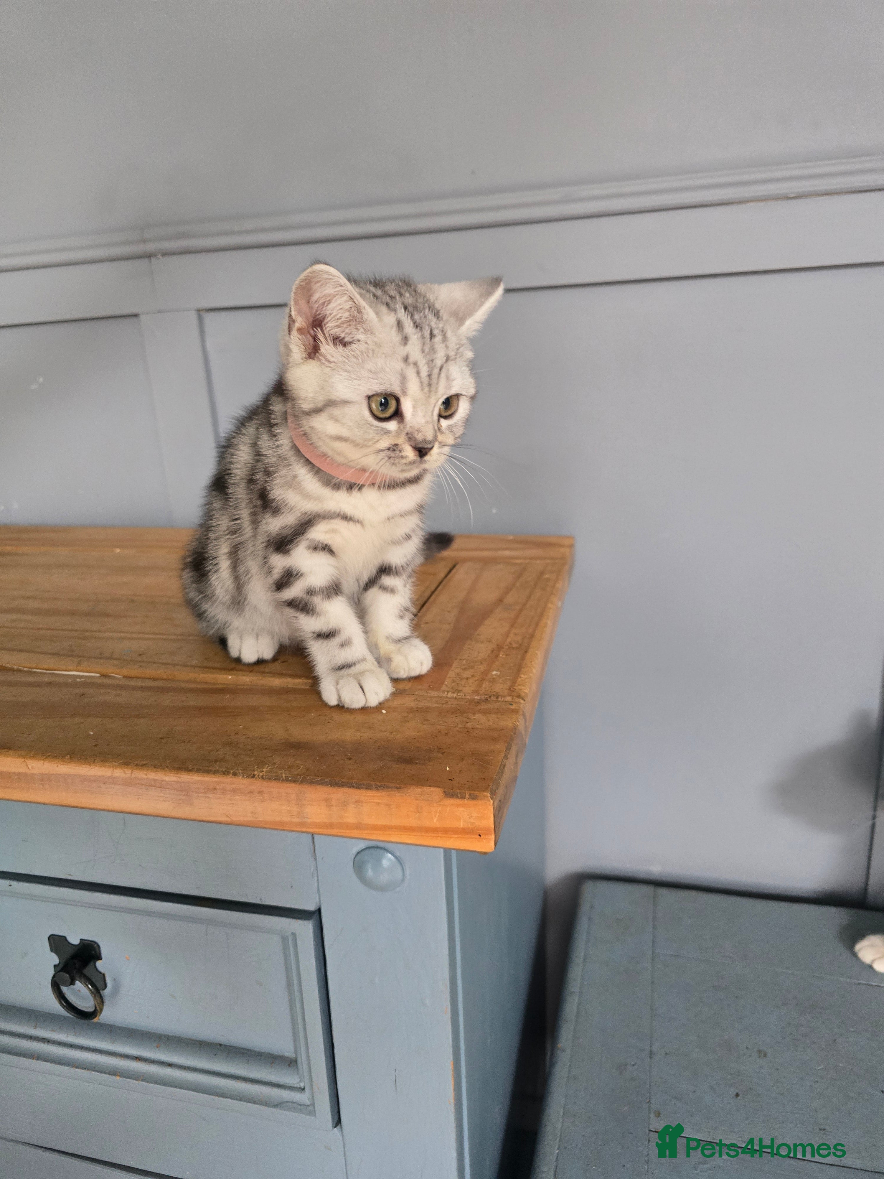 British Shorthair cats Bsh silver tabby 🩷  - Advert 2