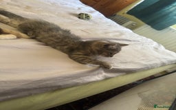 Mixed Breed cats for sale: Two kittens looking for forever home - Image 3