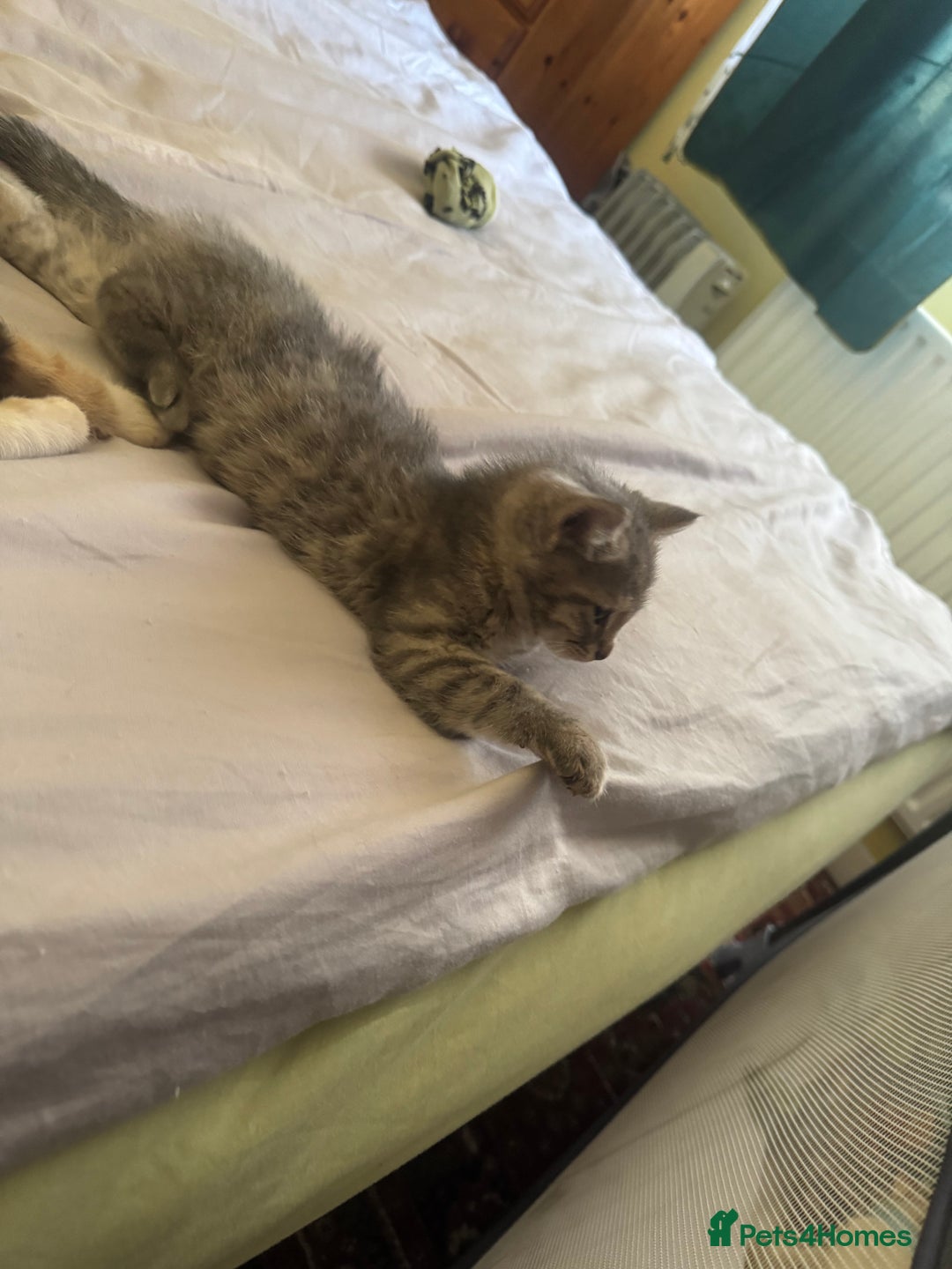 Mixed Breed cats for sale: Two kittens looking for forever home - Image 3