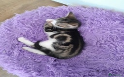 British Longhair cats for sale: Beautiful kitten for sale - Image 16