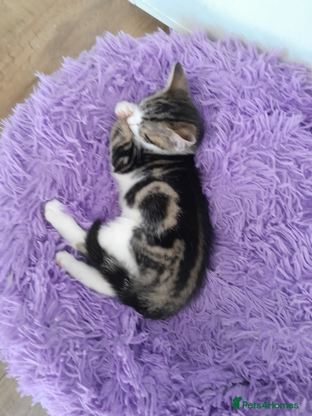 British Longhair cats for sale: Beautiful kitten for sale - Image 16