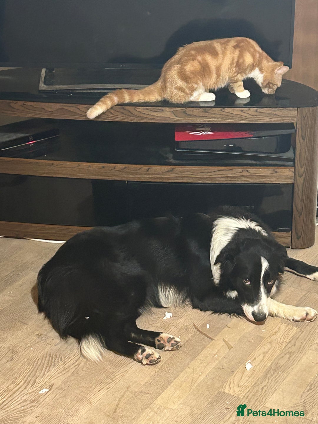 Border Collie dogs for stud: Beautiful Pedigree Stud Border Collie for breeding in Isleworth - Advert 4