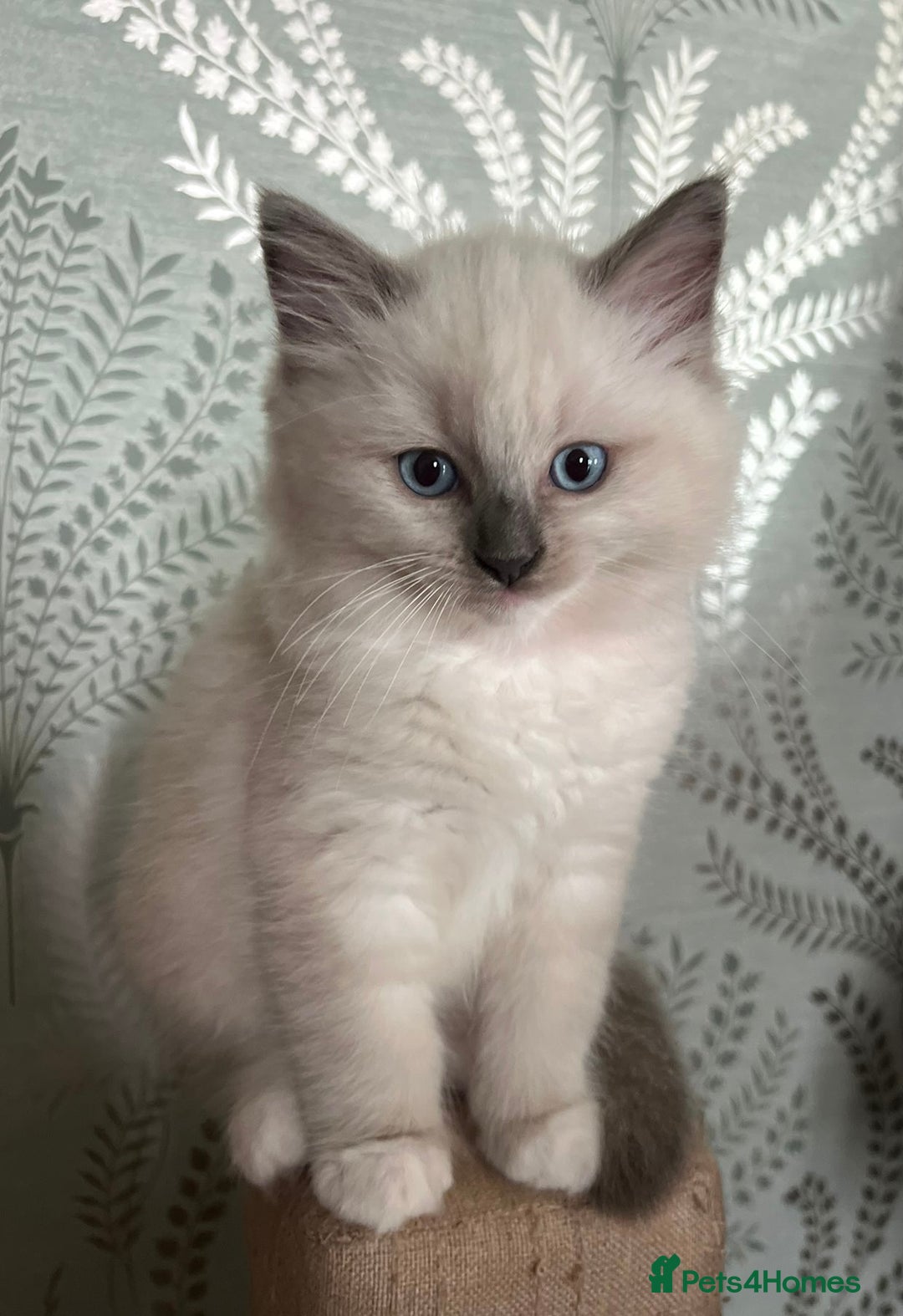 Ragdoll cats for sale: 2 Boys and 1 Girl Ragdoll kittens - Image 21
