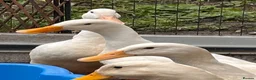 Ducks poultry for sale: 4 cherry Valley ducks (3f 1m) Bonded flock - Advert 4