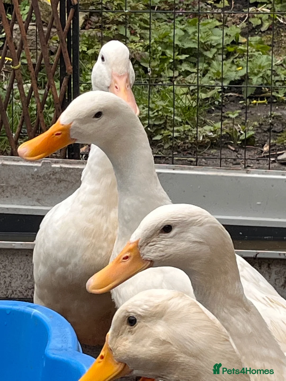 Ducks poultry for sale: 4 cherry Valley ducks (3f 1m) Bonded flock - Advert 4