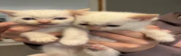 Ragdoll cats for sale: Half rag doll kittens - Advert 8