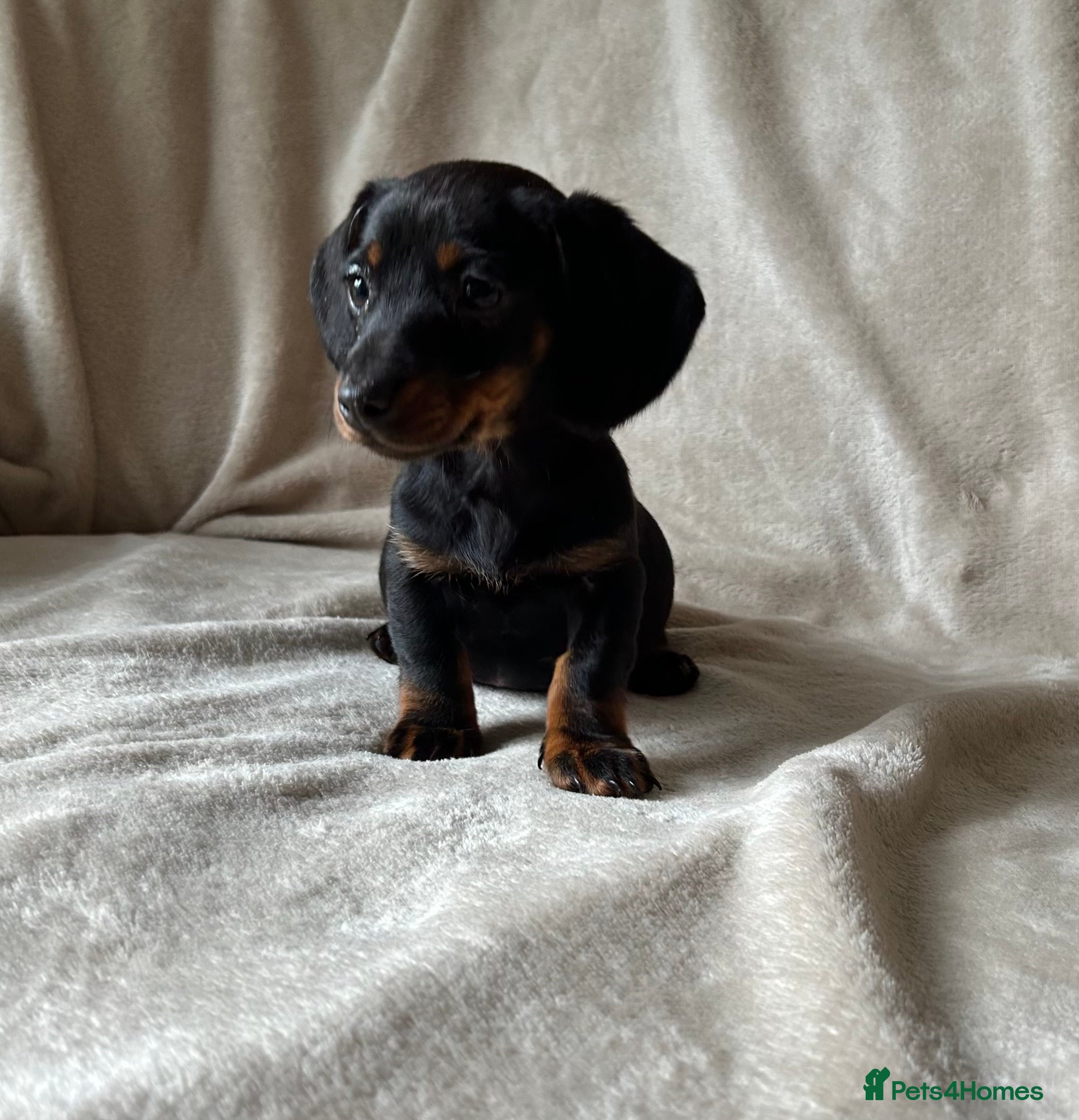 Miniature Dachshund dogs Miniature dachshund puppies ready now - Advert 3