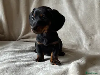 Miniature Dachshund dogs Miniature dachshund puppies ready now - Advert 3